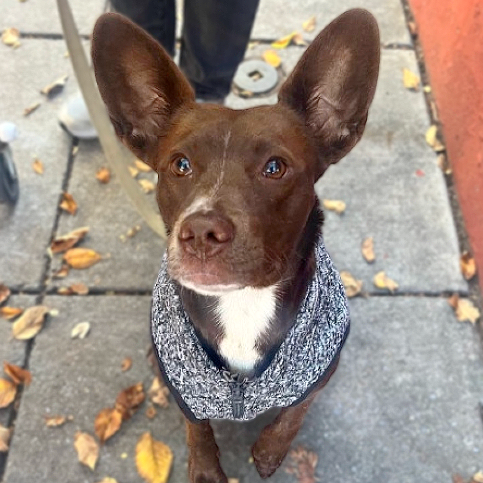 Coco (2)