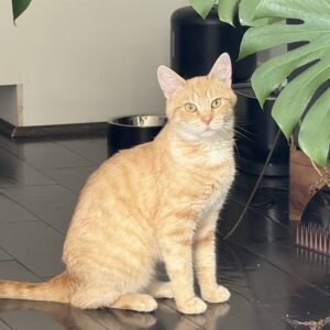 Gina