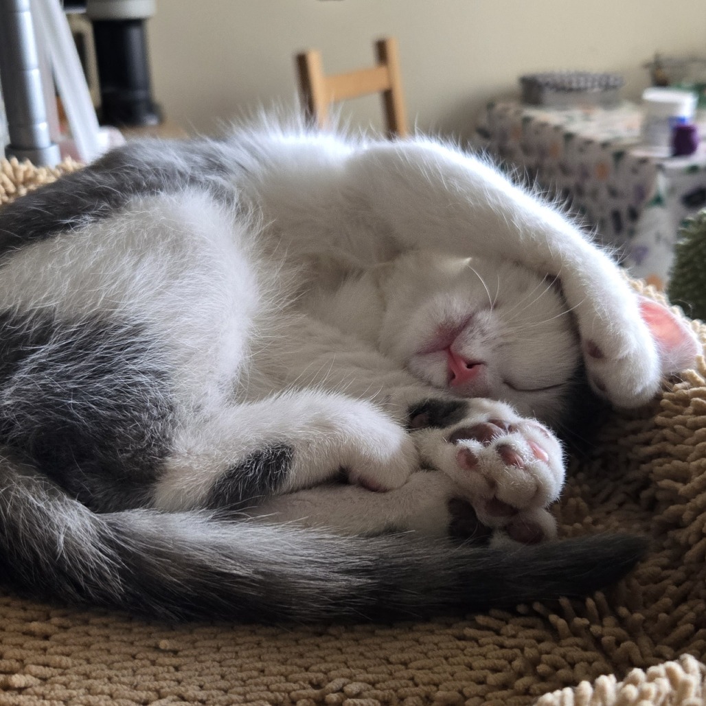 Rajah (1)