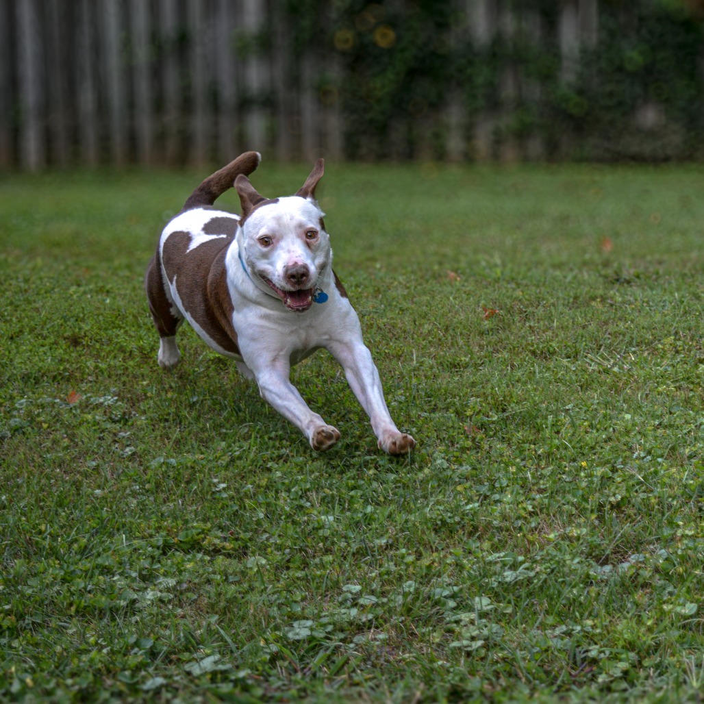 Rocco (4)