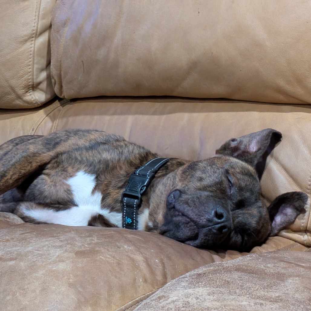 Twix (aka Roscoe) (2)