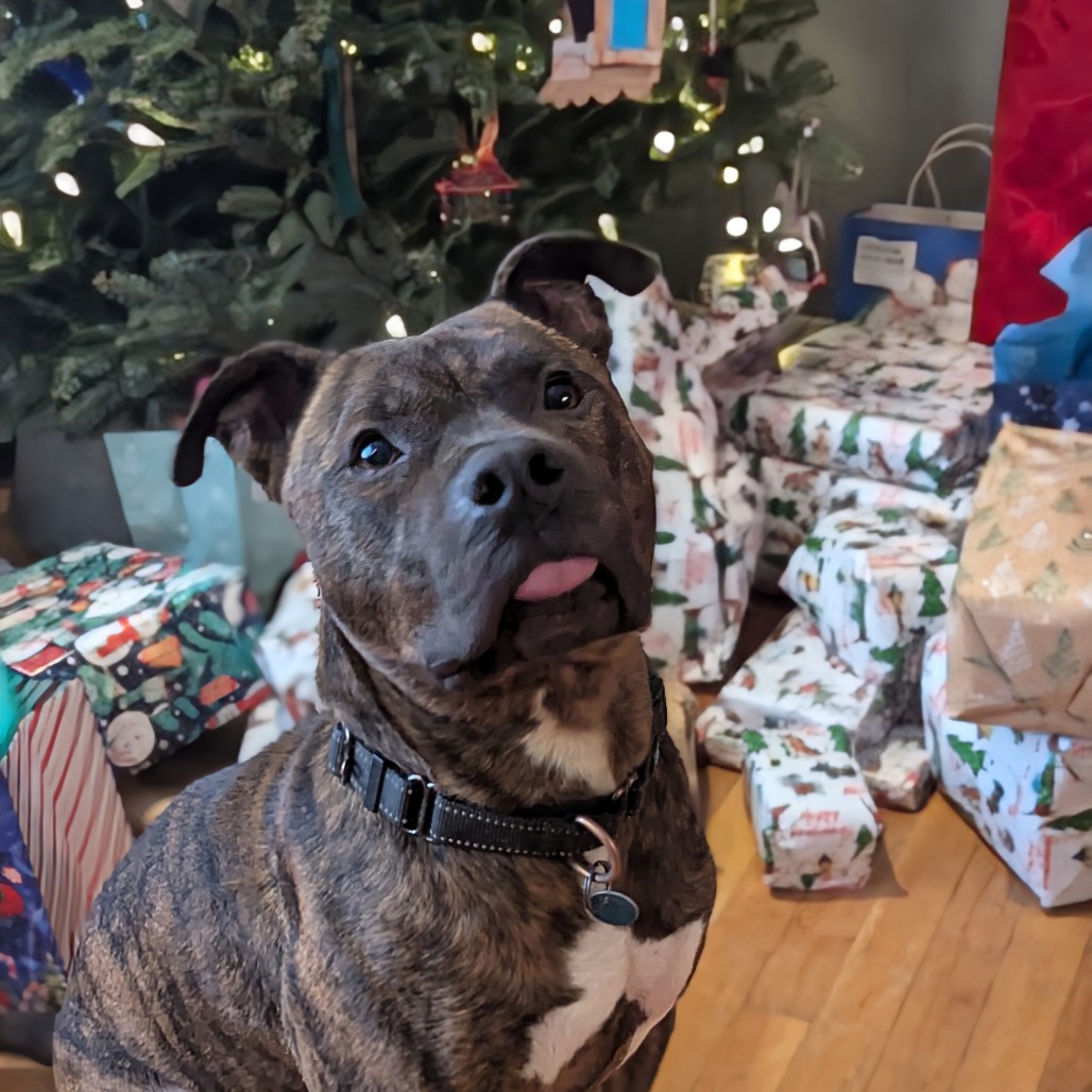Twix (aka Roscoe) (3)