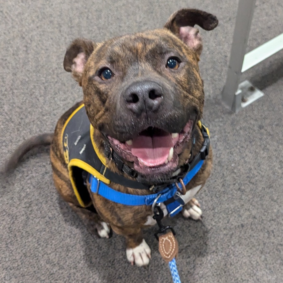Twix (aka Roscoe) (6)