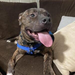 Twix (aka Roscoe)