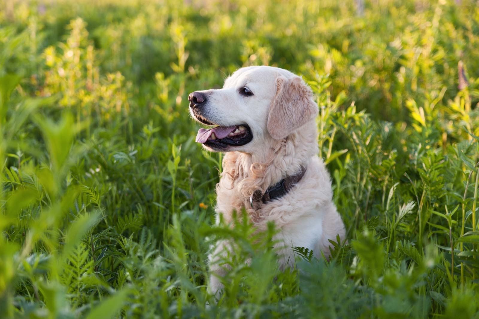 golden-retriever-dog-2022-02-10-05-28-13-utc.jpg