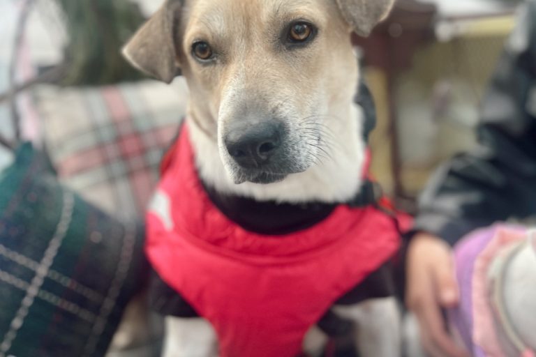 Ruby (5)